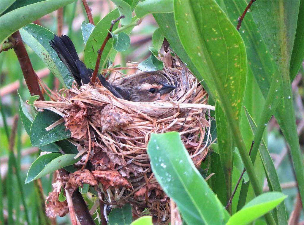 Red-winged Blackbird by YoungSue is marked with Public Domain Mark 1.0.